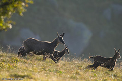 G�mse - Zum Vergroessern klicken!